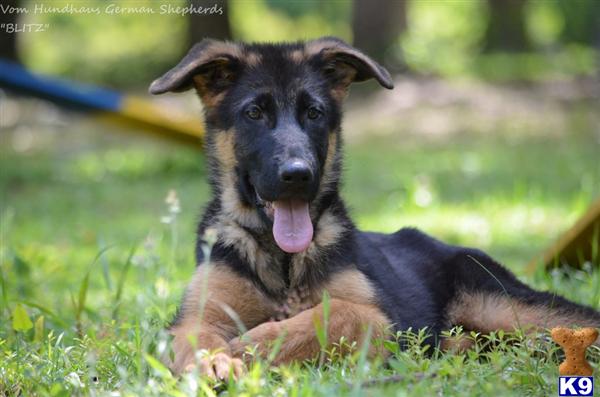 German Shepherd Puppies in FL