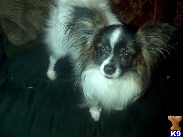 Stud Dogs - Papillon