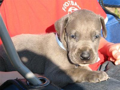Puppies in Andalusia