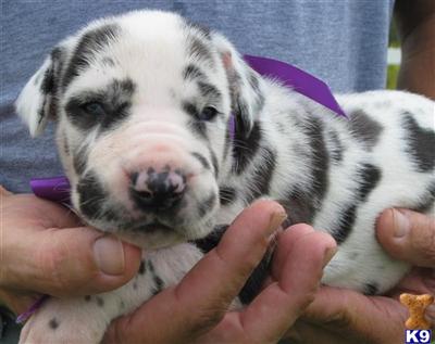 Puppies in Andalusia