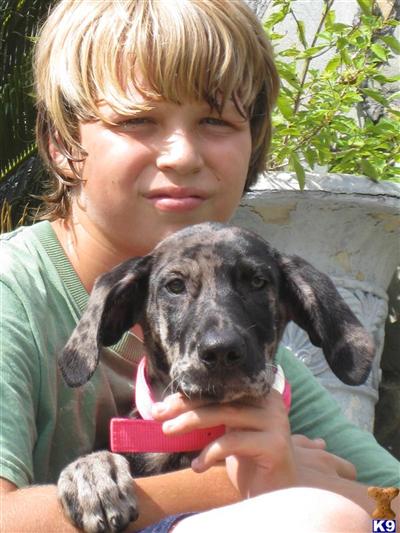 Puppies in Andalusia