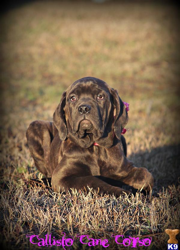 Puppies in AL