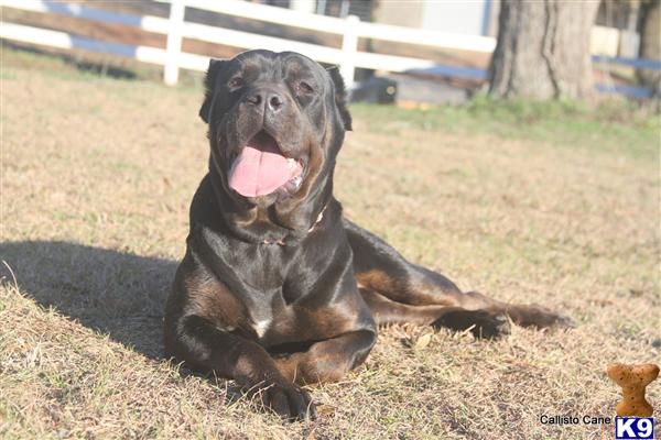Puppies in AL