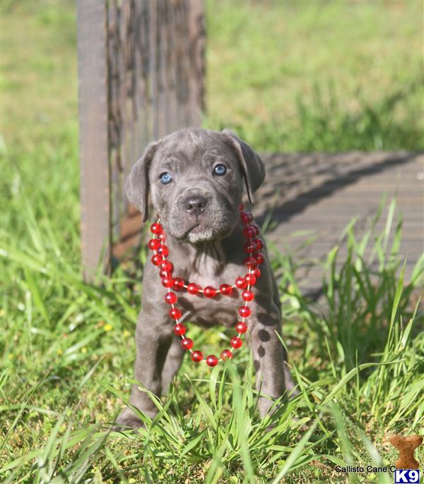 Puppies in AL