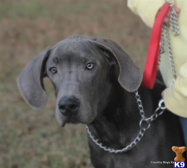 Puppies in Andalusia
