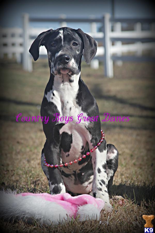 Puppies in AL