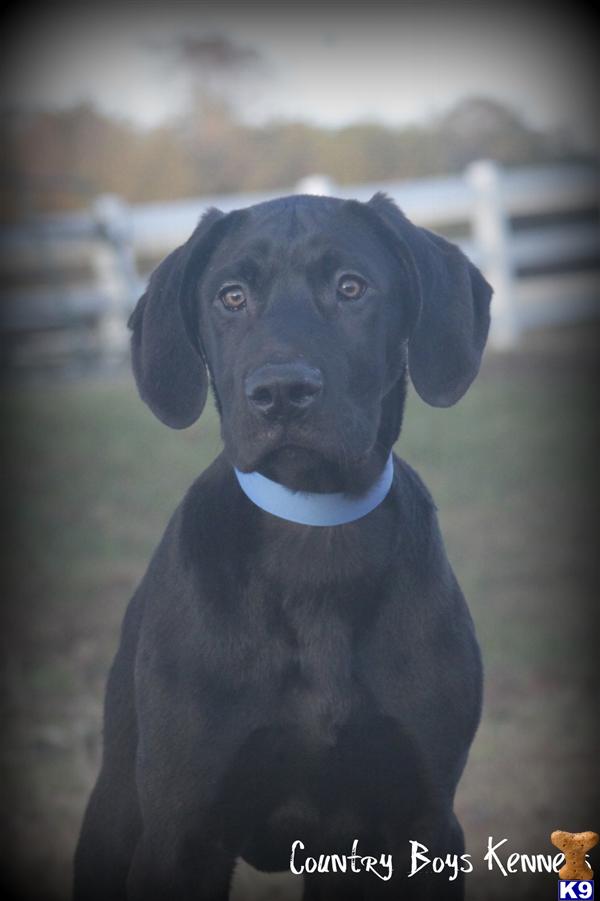 Puppies in AL