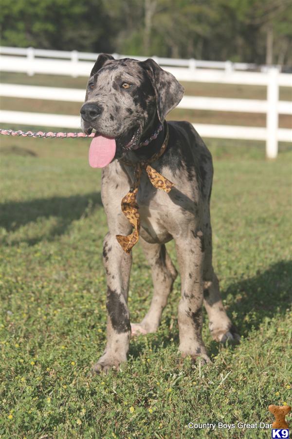 Puppies in AL