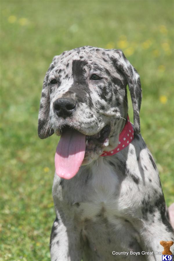 Puppies in AL