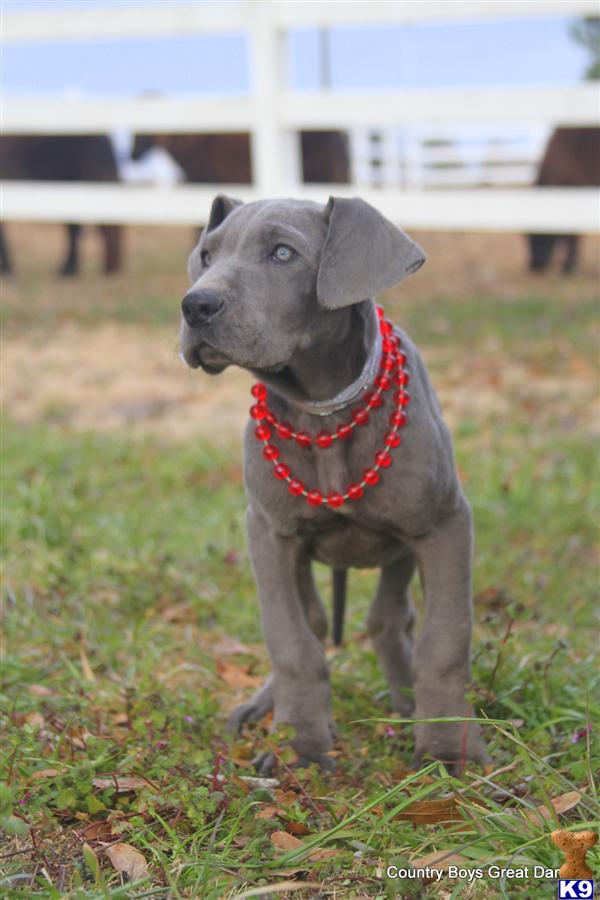 great dane puppies for sale in alabama document moved great dane puppies for sale in alabama document moved