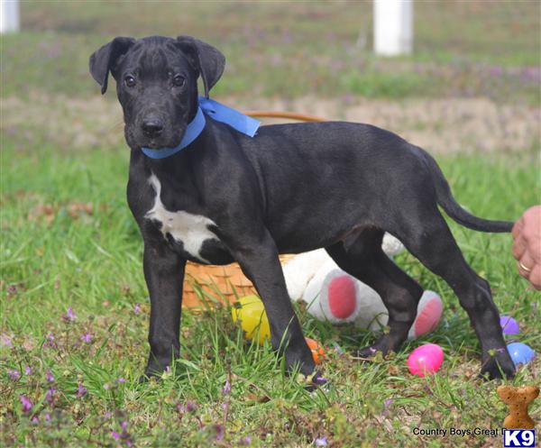 great dane puppies for sale in alabama document moved great dane puppies for sale in alabama document moved