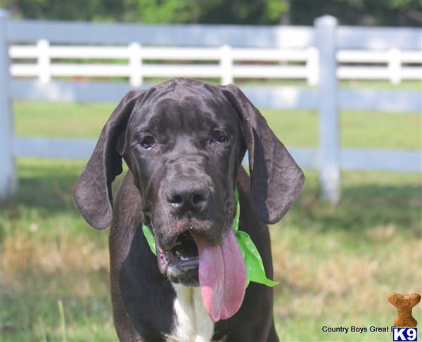 great dane puppies for sale in alabama document moved great dane puppies for sale in alabama document moved