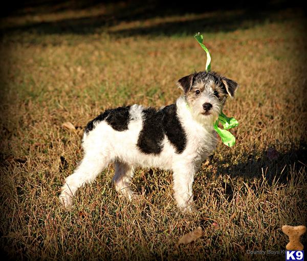 Puppies in AL