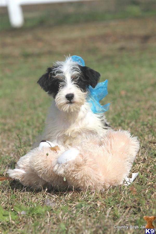 Puppies in AL
