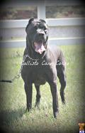 Italian Cane Corso