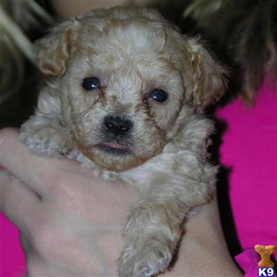Puppies in KS