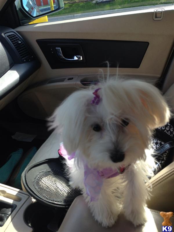 Dogs - Maltese