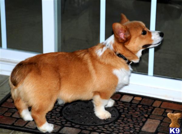 Stud Dogs - Pembroke Welsh Corgi