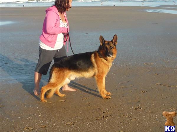Stud Dogs - German Shepherd