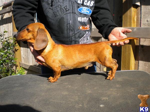 Stud Dogs - Dachshund