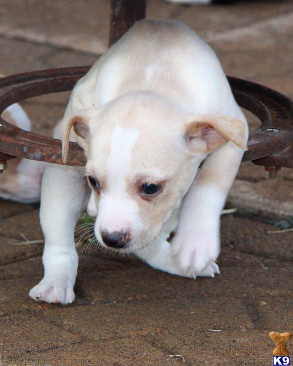Rat Terrier Puppies
