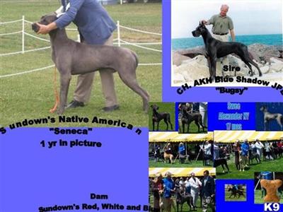 Stud Dogs - Great Dane