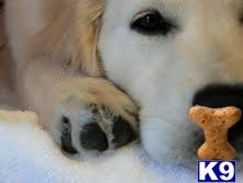 Golden Retriever Puppies in WI