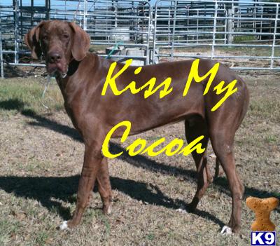 Dogs - Great Dane