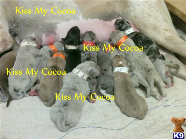Puppies in Houston