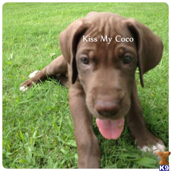 Great Dane Puppies in TX
