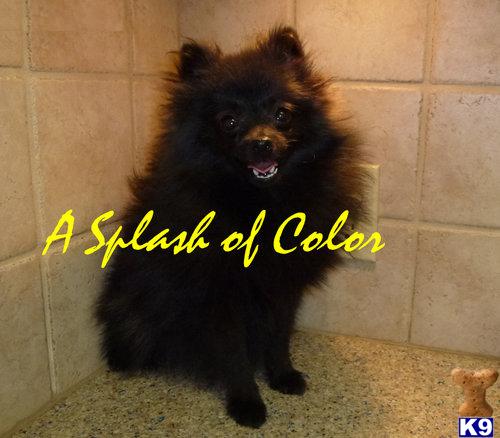 pomeranian dogs for sale in san antonio pomeranian puppies for sale for sale adoption from san antonio breeds picture pomeranian dogs for sale in san antonio pomeranian puppies for sale for sale adoption from san antonio breeds picture