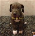 Great Dane