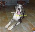 Dogs for Sale