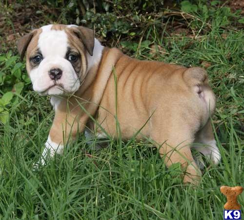 bulldog puppies for sale in florida bulldog puppy for sale south florida in davie florida myideasbedroom bulldog puppies for sale in florida bulldog puppy for sale south florida in davie florida myideasbedroom