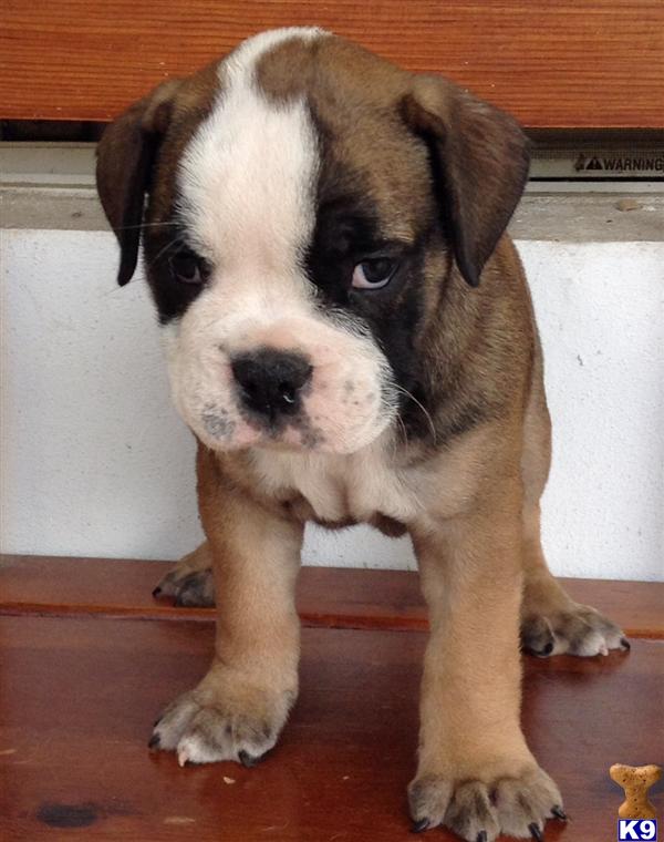 bulldog puppies florida document moved bulldog puppies florida document moved