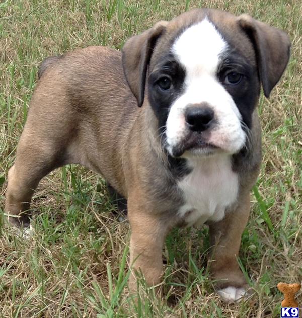 free bulldog puppies florida document moved free bulldog puppies florida document moved