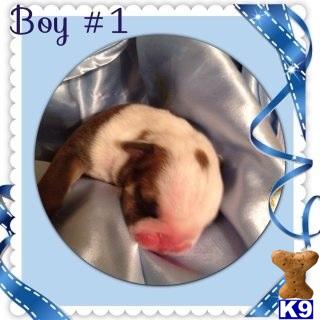 Puppies in AR