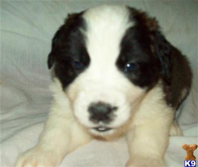 Saint Bernard Puppies for Sale
