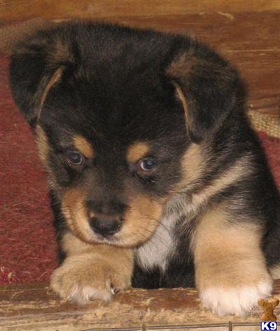 Pembroke Welsh Corgi Puppies for Sale