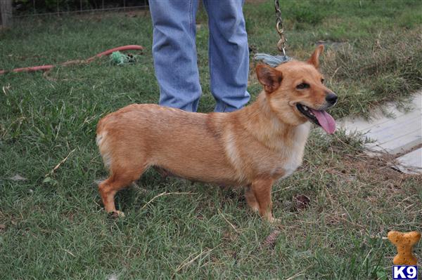 Dogs for Sale in GA