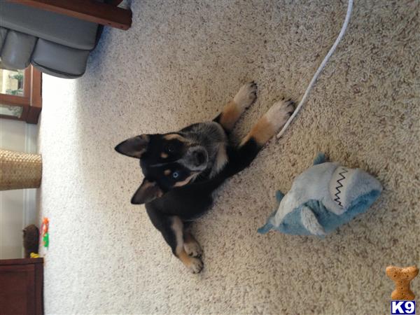 German Shepherd Puppies in MI
