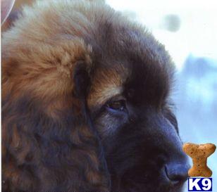 Leonbergers Puppies