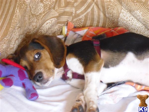 Stud Dogs - Beagle