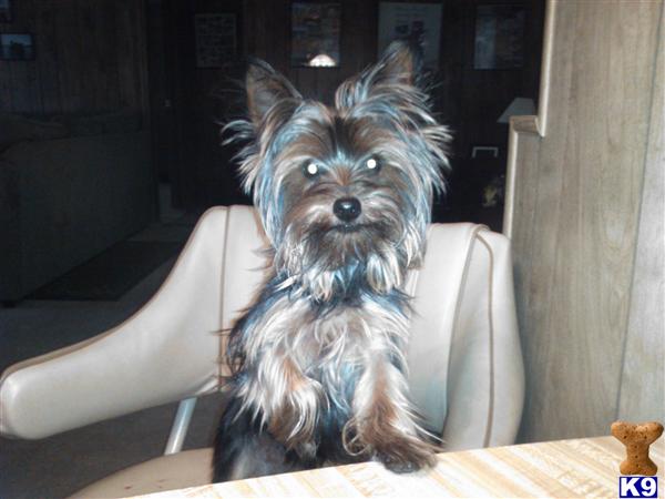 Stud Dogs - Yorkshire Terrier