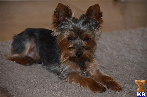 Stud Dogs - Yorkshire Terrier