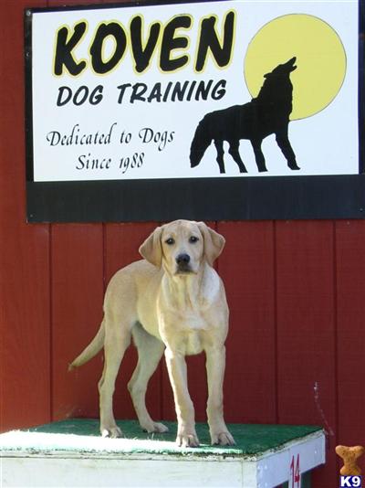 Puppies in WI