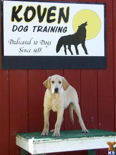 Puppies in WI