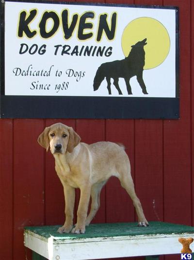 Puppies in WI