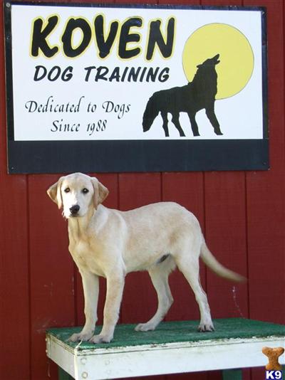 Puppies in WI