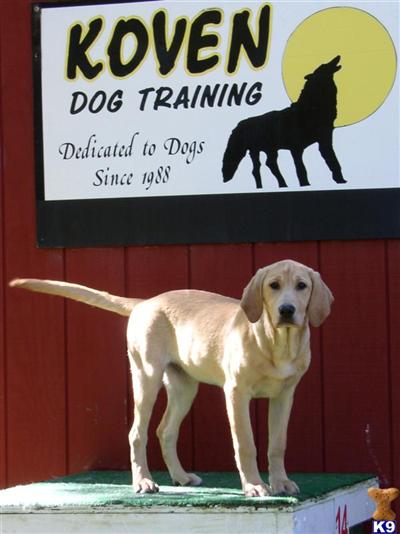 Puppies in WI